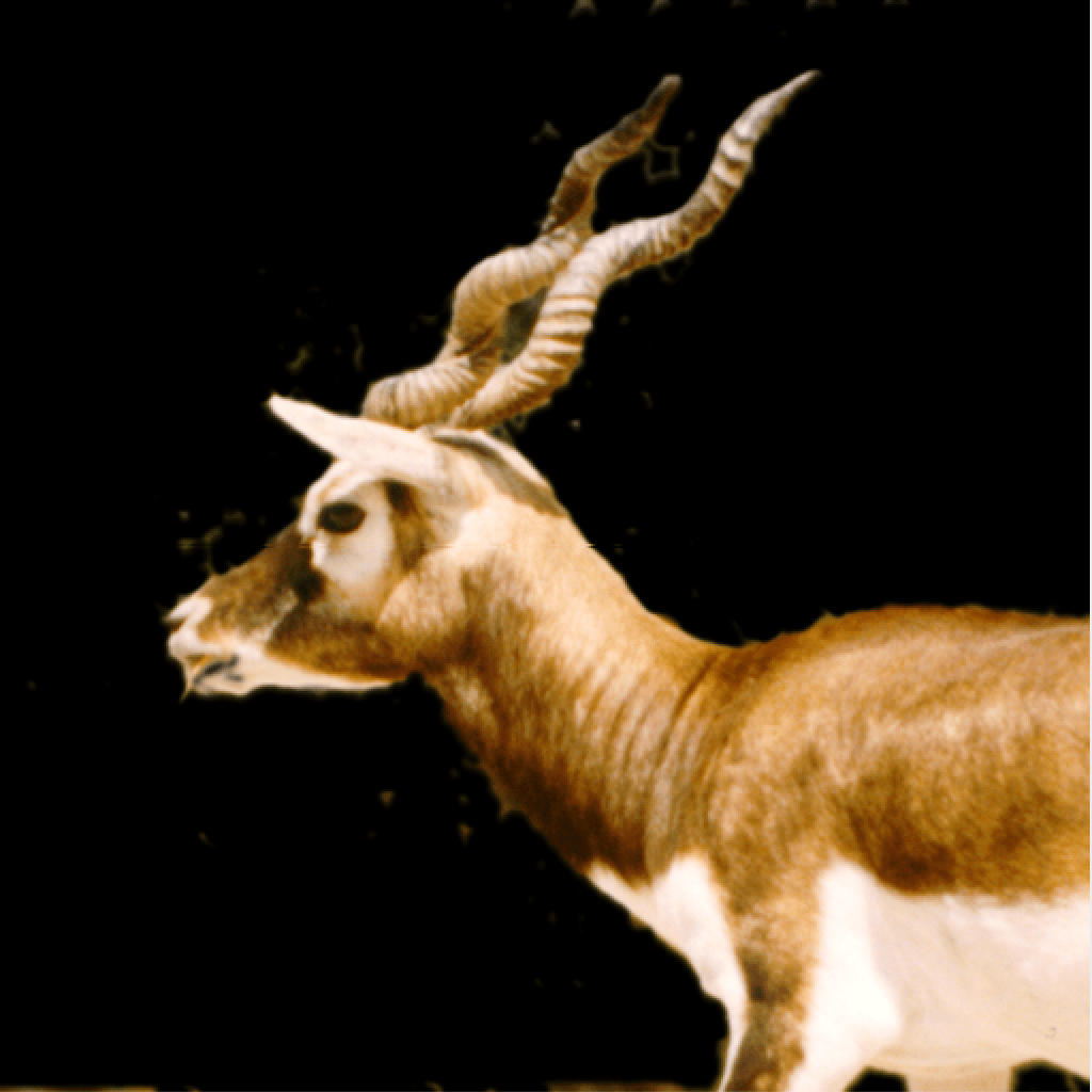 A deer