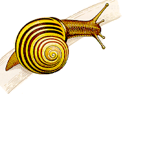A snail